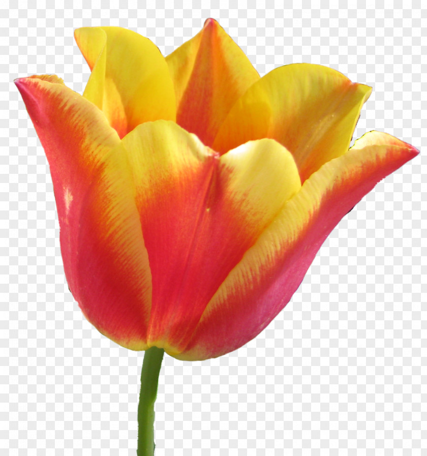 Tulip Computer Graphics Cut Flowers Plant Stem PNG