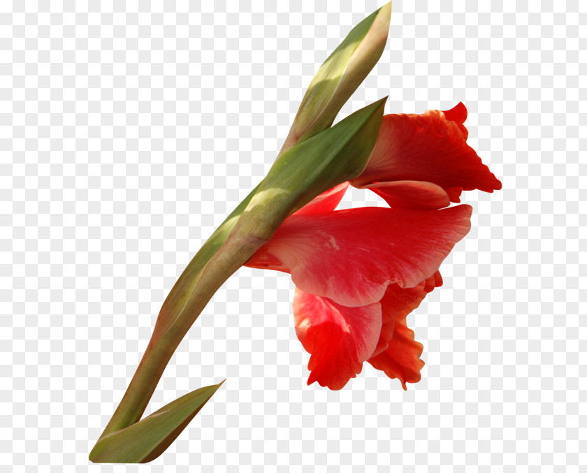 Gladiolus Cut Flowers Plant Stem Tulip PNG