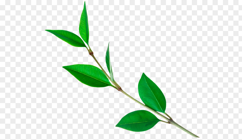 Green Tea Clip Art Plant PNG