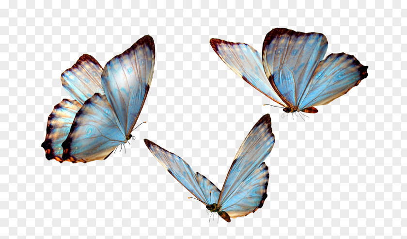 Butterfly Glasswing Clip Art Insect PNG