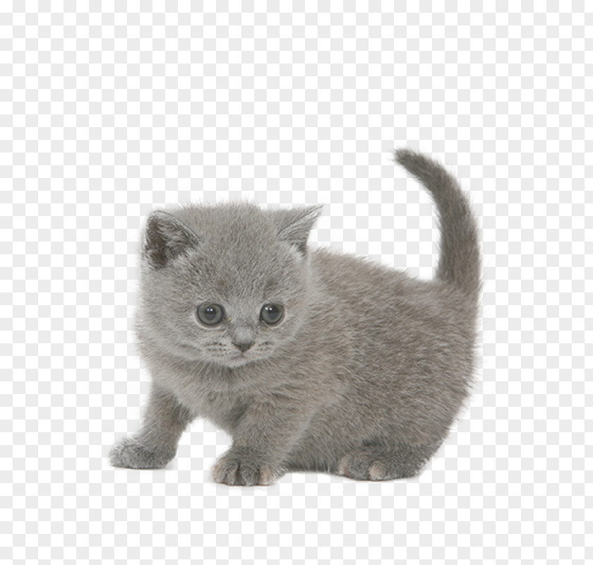 Kitten Chartreux British Shorthair Korat Russian Blue PNG