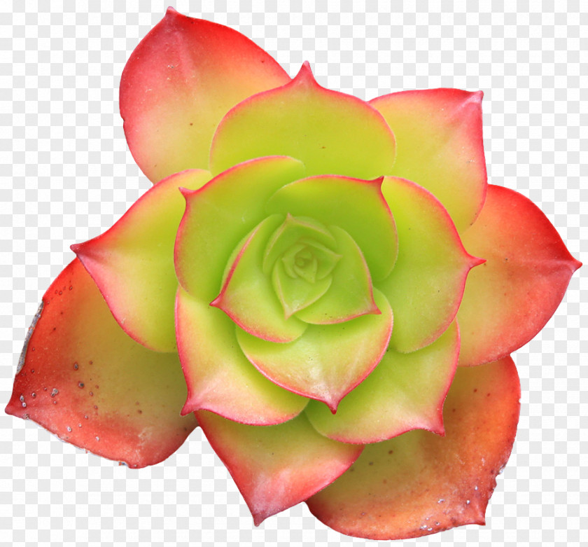 Succulent Flower Plant Green Cactaceae PNG