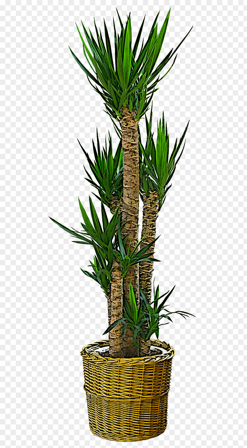 Arecales Plant Stem Palm Tree PNG