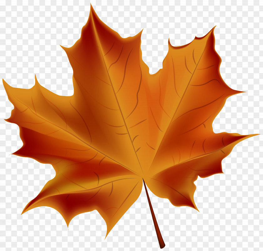 Beautiful Red Autumn Leaf Transparent Clip Art Image Color PNG