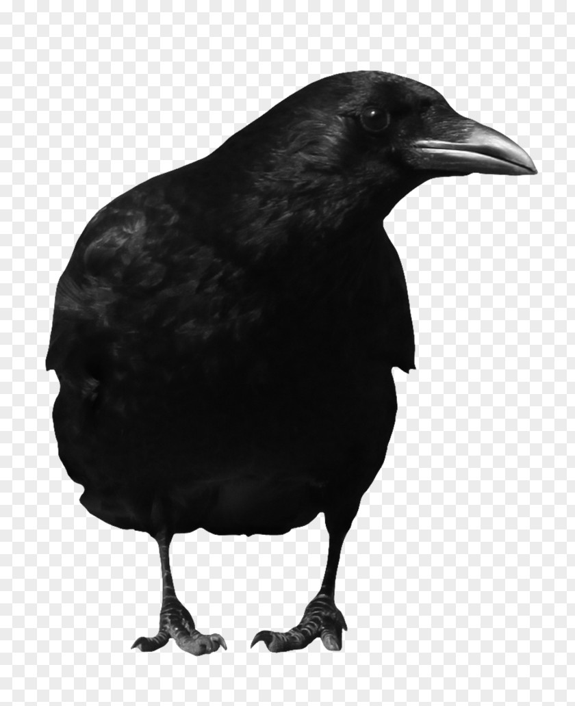 Crow American Rook Common Raven PNG