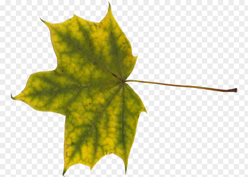 Leaf Maple Norway PNG