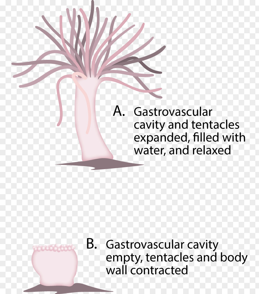 Skeleton Jellyfish Hydrostatic Sea Anemone Hydra PNG