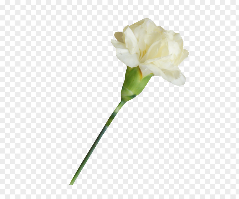 绿叶 White Carnation Lossless Compression PNG
