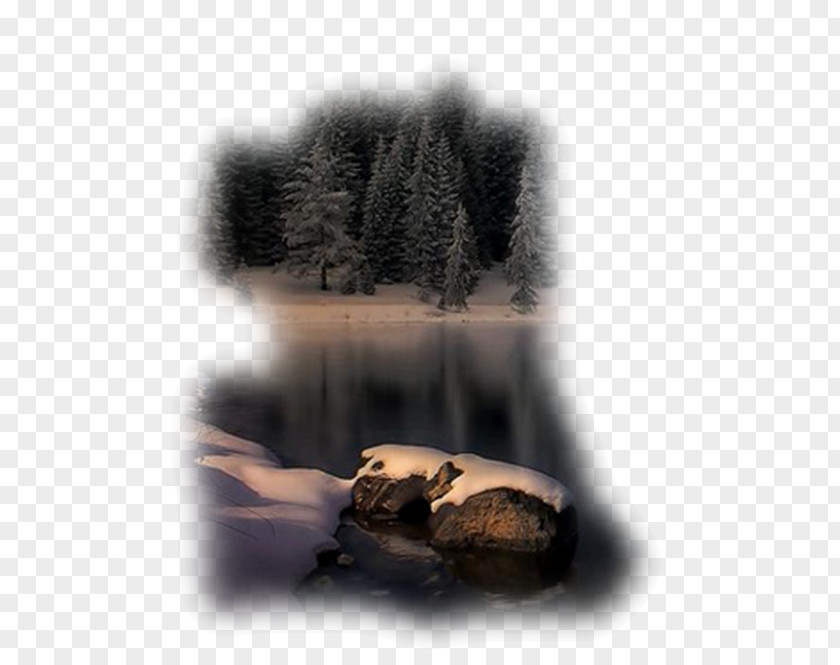 Boar Desktop Wallpaper Photography 1080p PNG