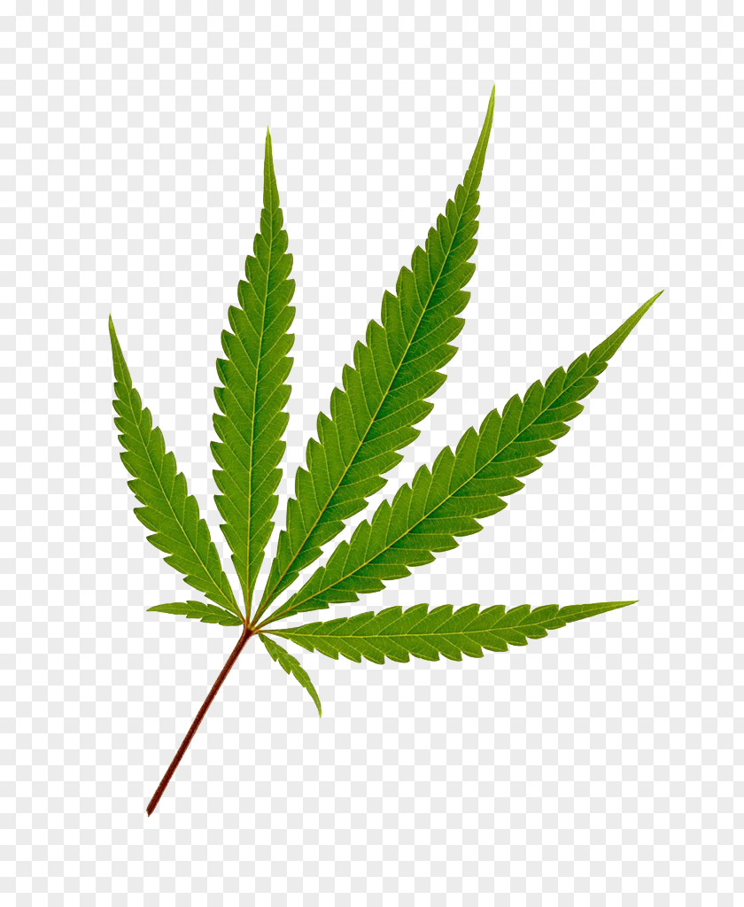 Cannabis Photography Hemp Leaf Joint PNG