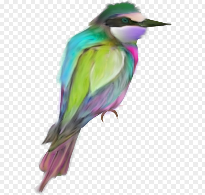 Color Bird Feathers Feather Drawing PNG