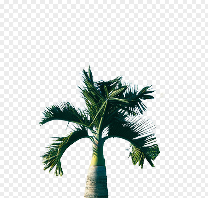 Dwarf Palm Tree Arecaceae Coconut PNG