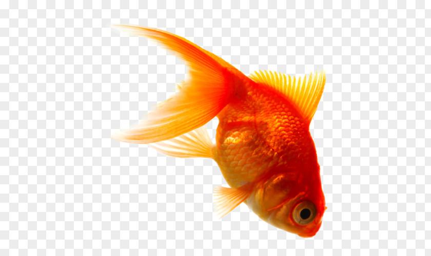 Goldfish Sabze Haft-sin Design Mandarinfish PNG