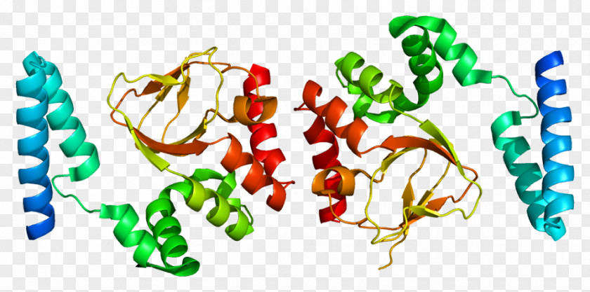 HCN2 HCN4 HCN Channel Cyclic Nucleotide–gated Ion Funny Current PNG