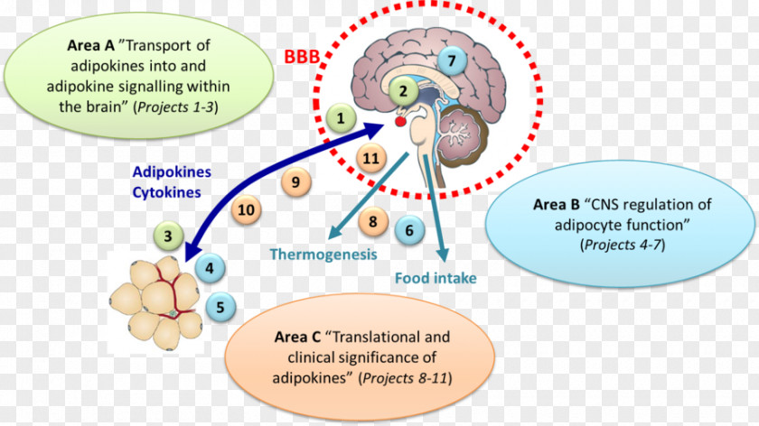 Line Human Behavior Organism Diagram PNG