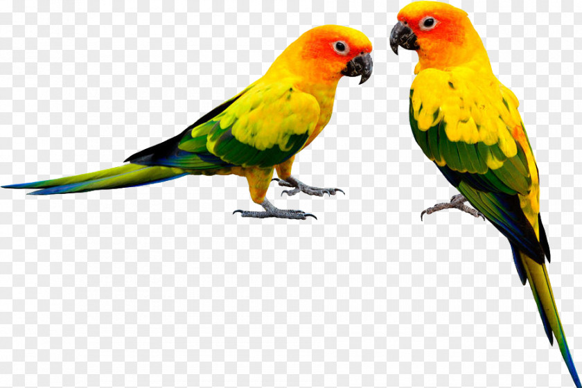 Parrot,Bako PNG