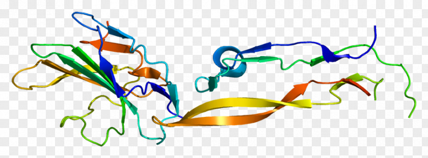 TGF Beta Receptor 2 Transforming Growth Factor Factor, 3 PNG