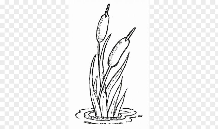 Blackandwhite Tulip Flower Line Art PNG