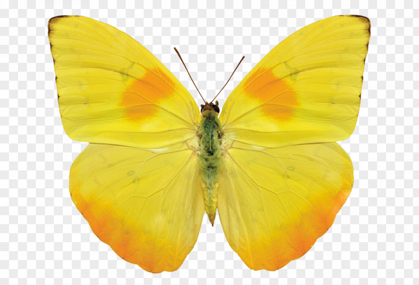 Butterfly Gossamer-winged Butterflies Stock Photography Royalty-free PNG