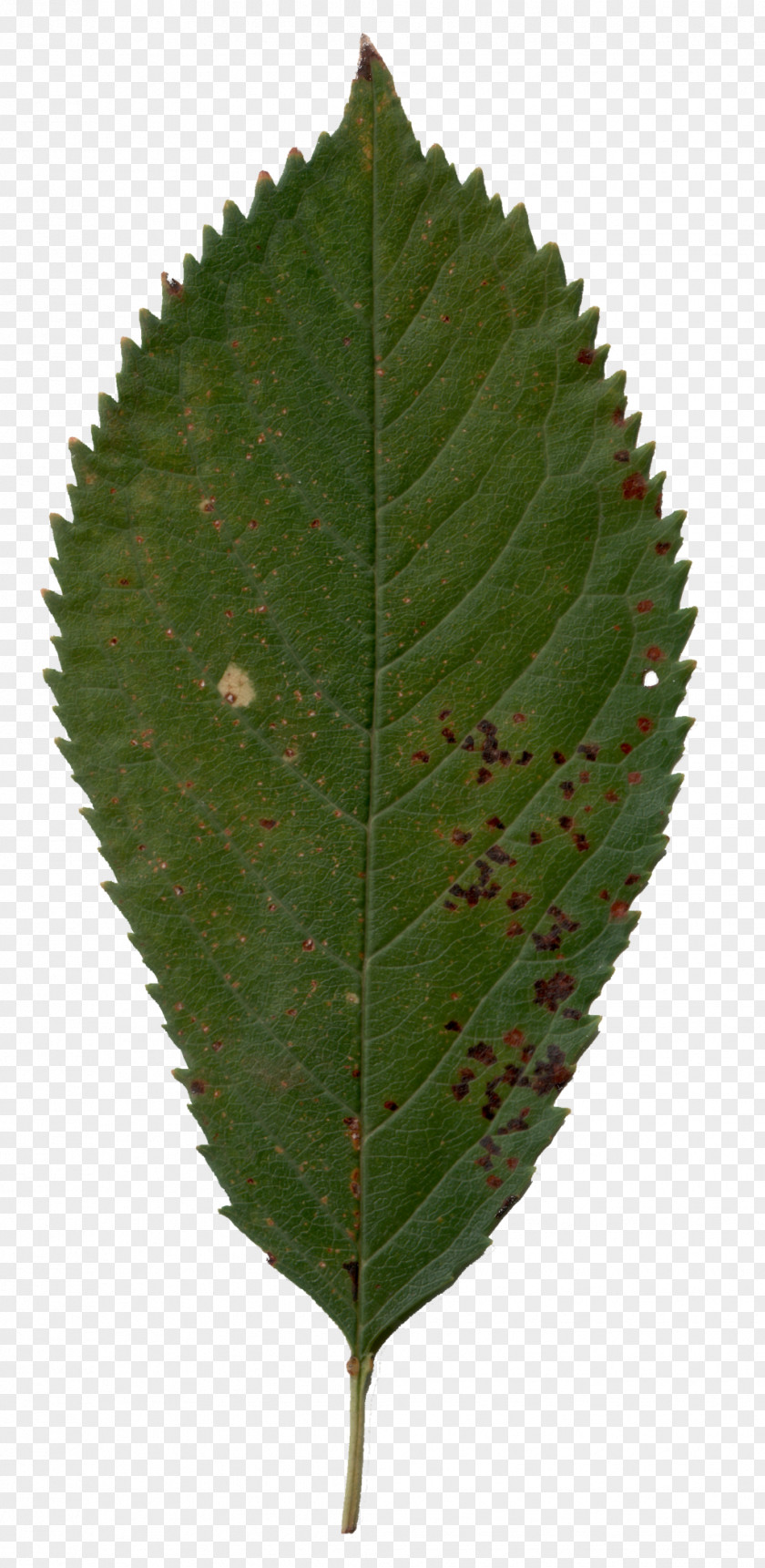 Cherry Leaf Plant Pathology Tree PNG