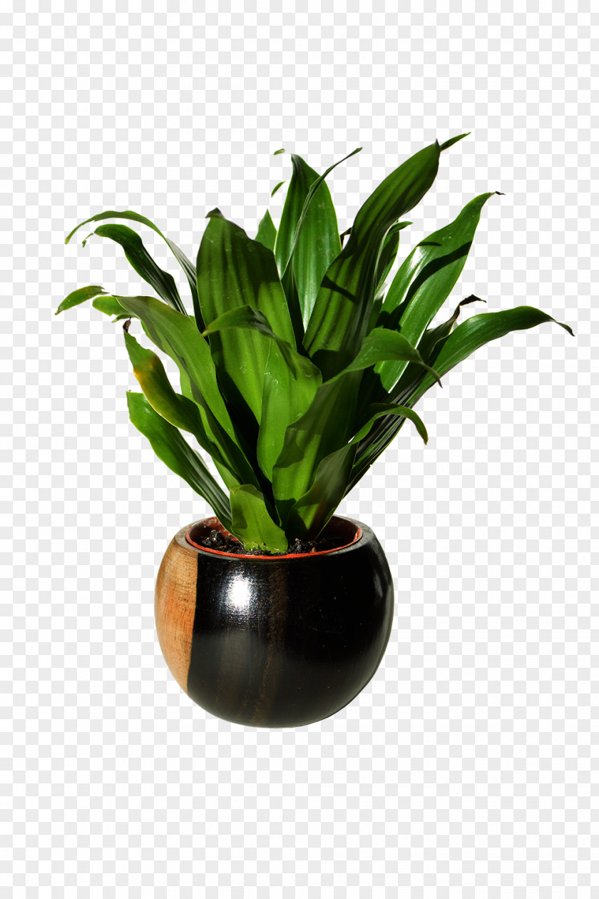 Deco Spathiphyllum Wallisii Houseplant Flowerpot Soil PNG