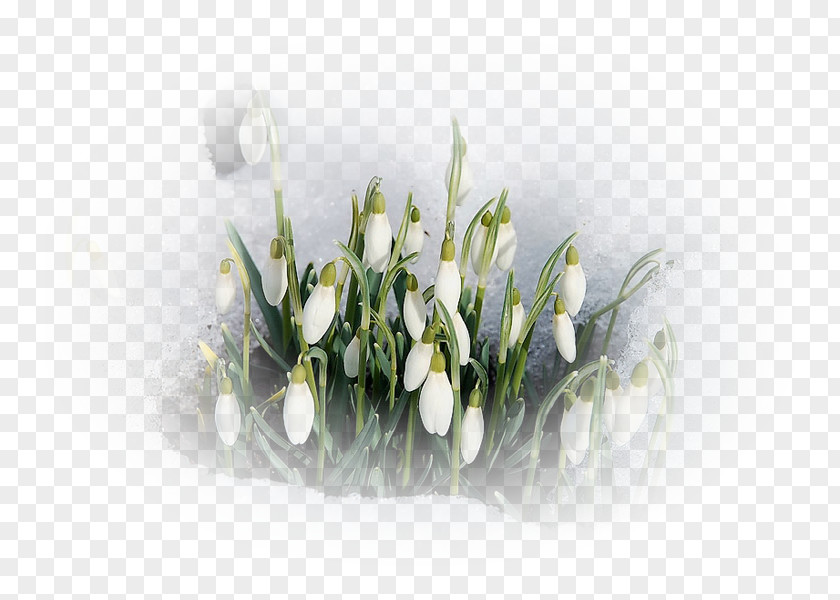 Spring Daytime Flower Snowdrop PNG