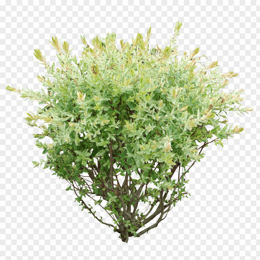 Bush Image Shrub Tree PNG