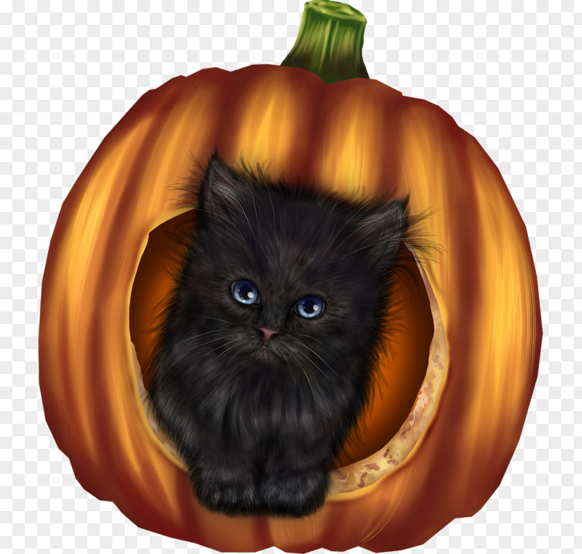 Halloween Whiskers Domestic Short-haired Cat Pumpkin PNG