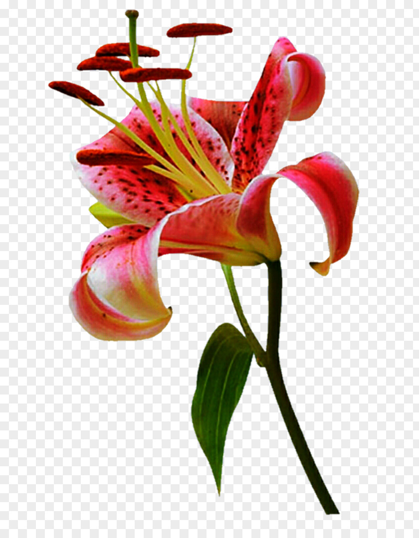 Lily Stargazer Png Pink Flowers Orange 'Stargazer' Flower Plant Stem Tiger PNG