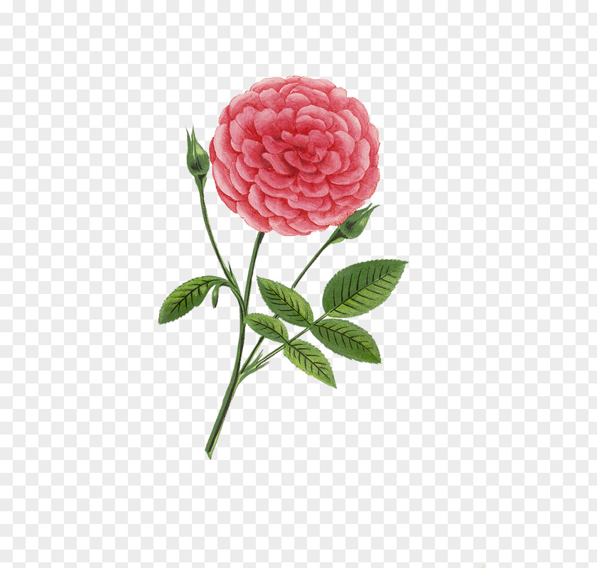 Peach Flowers Cut Garden Roses Centifolia Camellia PNG