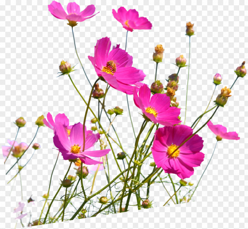 Wild Flowers Desktop Wallpaper Flower 1080p IPhone PNG