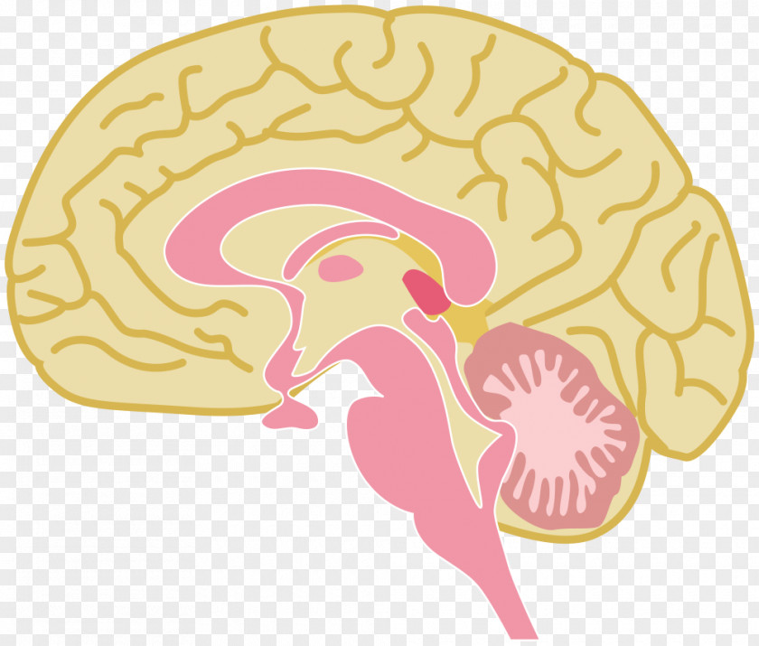 Brain Clip Art Human Vector Graphics Drawing PNG
