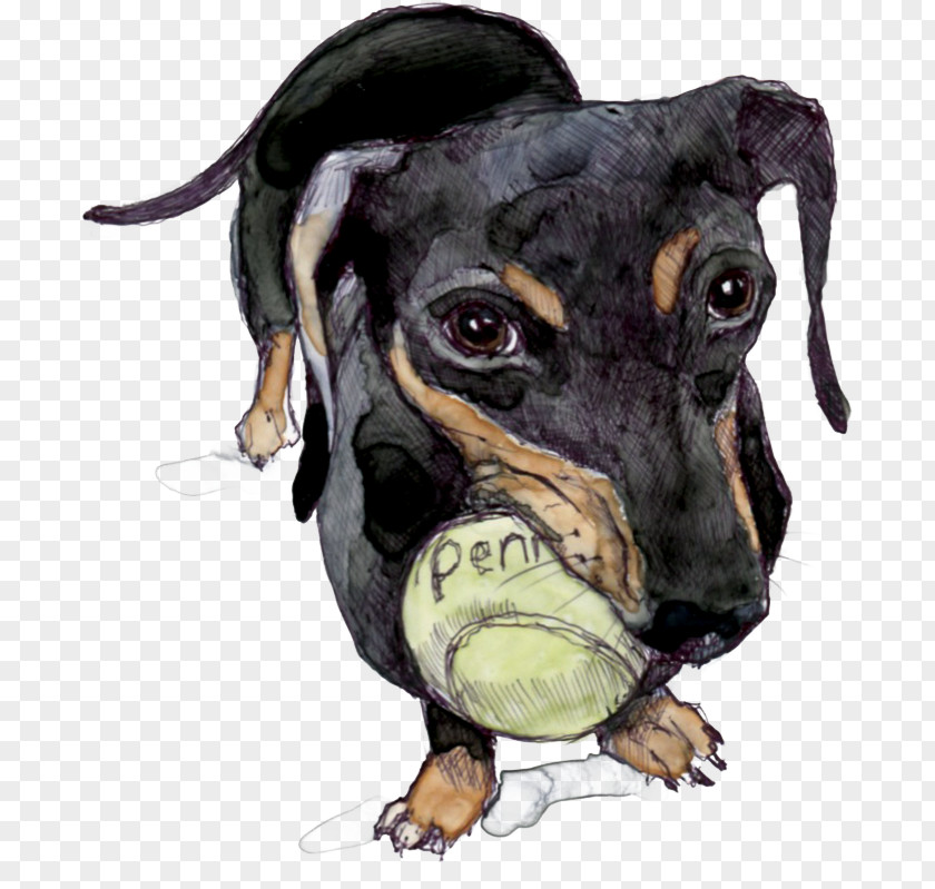 Dog Ball Manchester Terrier Breed Razas Nativas Vulnerables Collar PNG