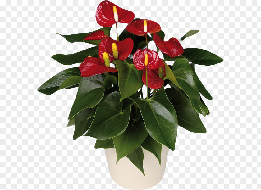 Monstera Anthurium Andraeanum Houseplant Flower Ornamental Plant PNG