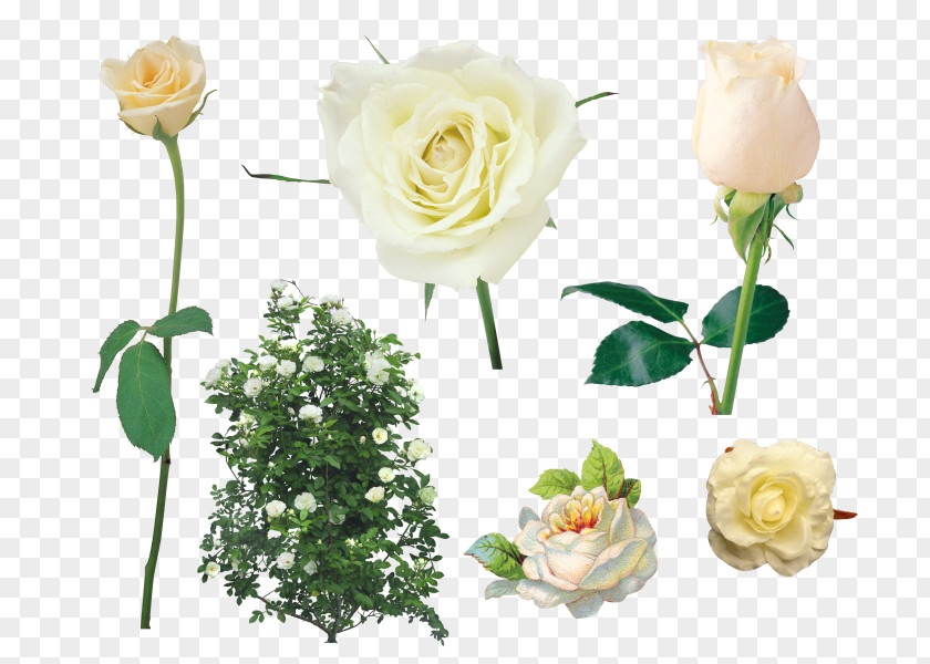 Rose Shrub Garden Roses Clip Art PNG