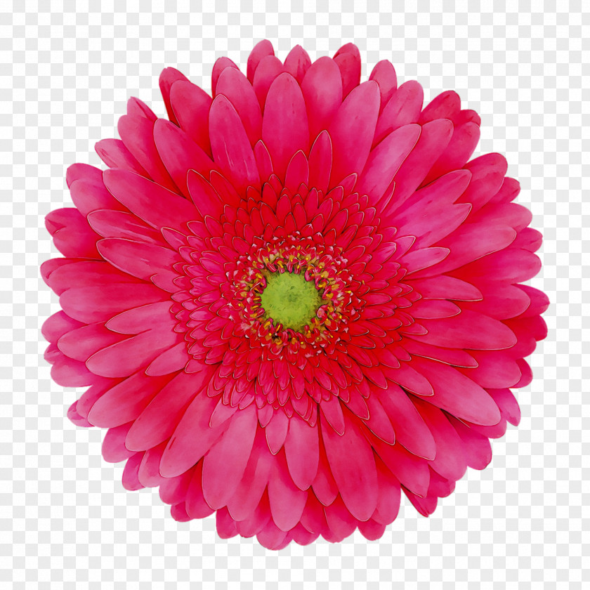 Clip Art Pink Flowers Rose PNG