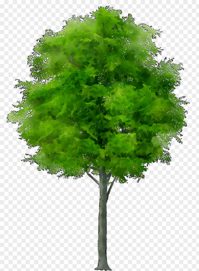 Clip Art Tree Transparency Image PNG
