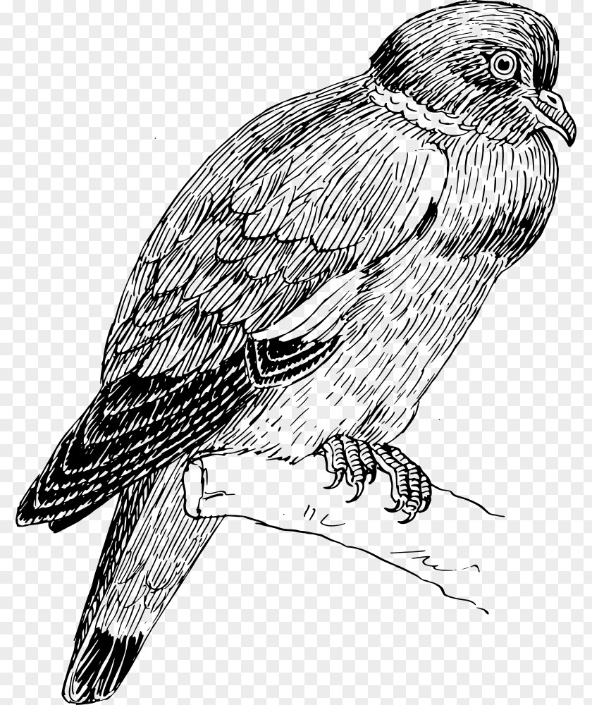 Eagle Hawk PNG