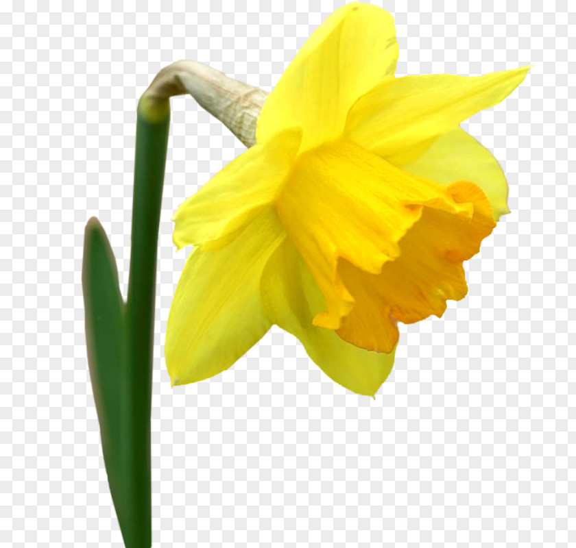 Flower Yellow I Wandered Lonely As A Cloud Tulip Clip Art PNG