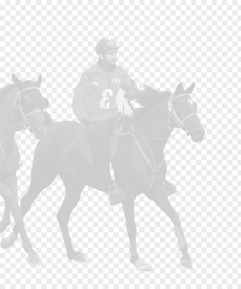 Mustang Mule Bridle Stallion Rein PNG