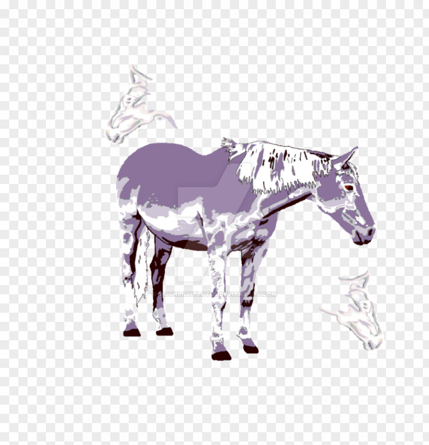 Mustang Mule Foal Stallion Colt PNG