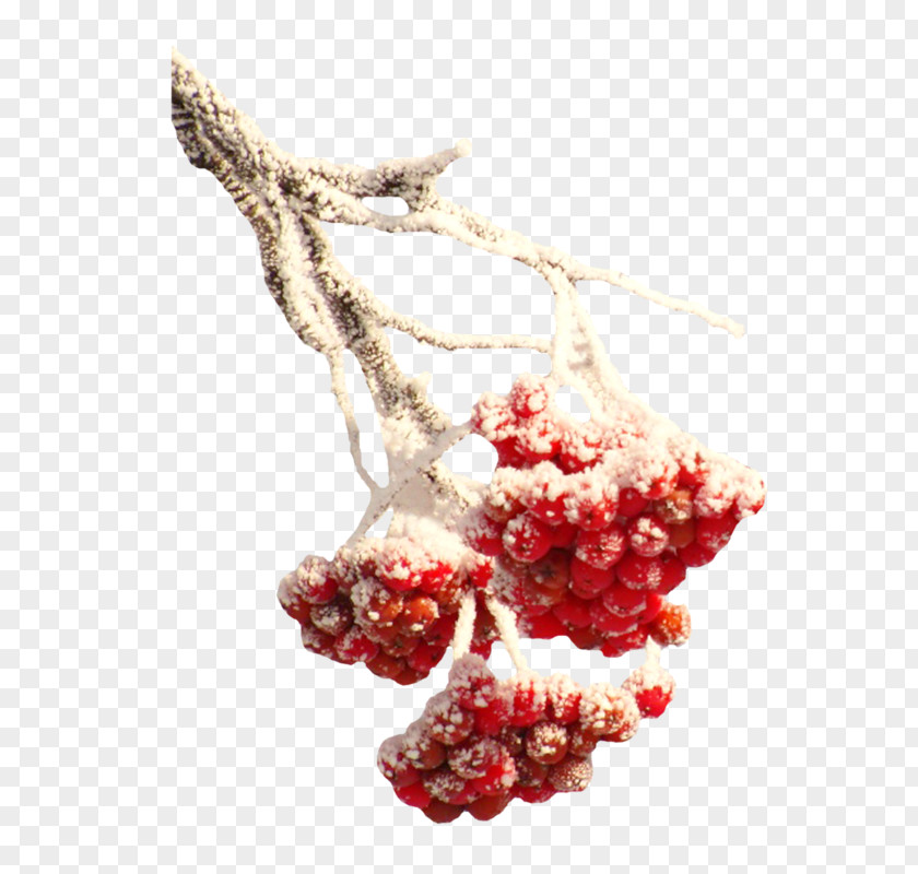 Snow Wrapped Red Fruit Winter Branch PNG