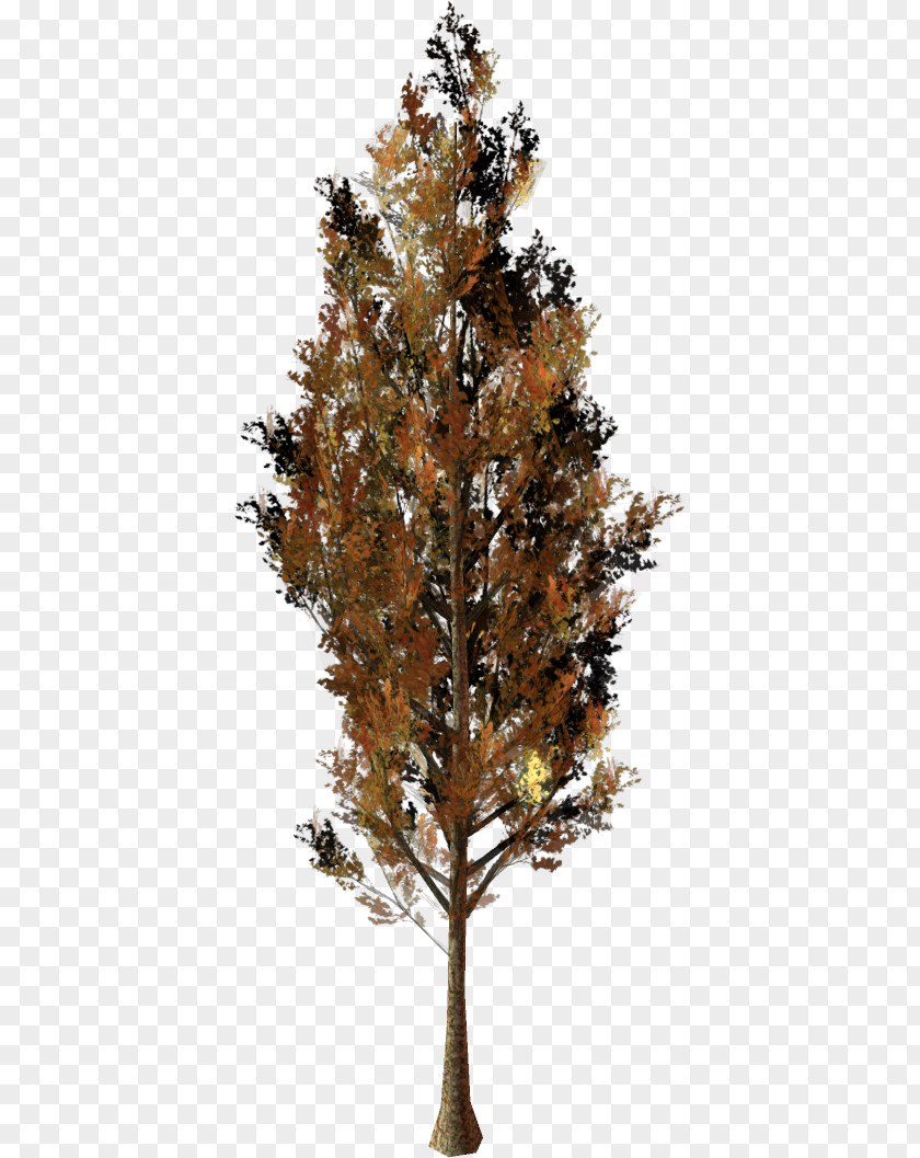 Tree Larch Pine Twig Plane Trees PNG