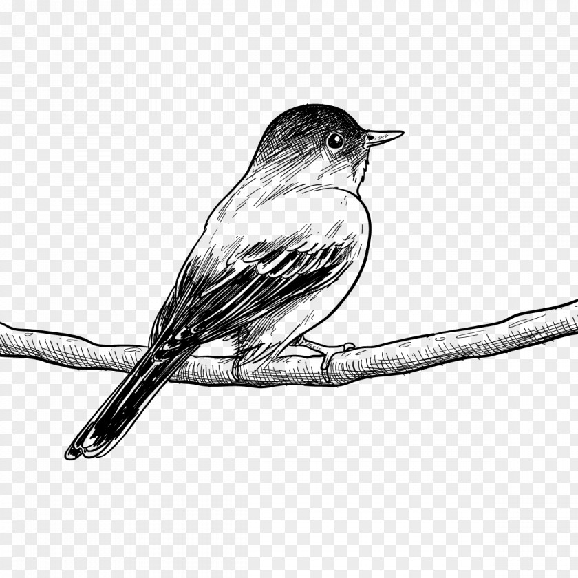 Vector Birds Wire Bird Drawing Painting Poster Sketch PNG