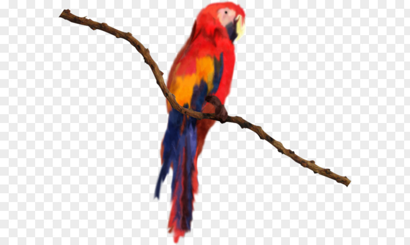 Bird Macaw Parakeet Lories And Lorikeets PNG