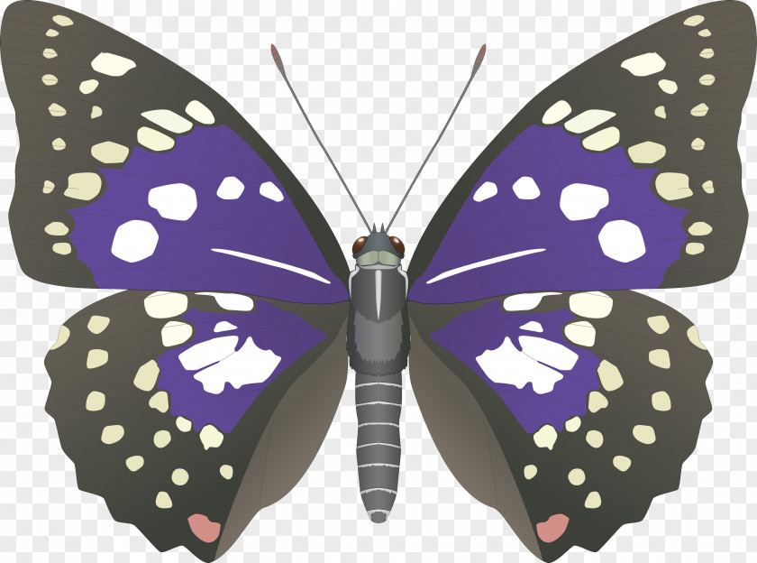Butterfly Emperor Of Japan Sasakia Charonda Nymphalidae PNG