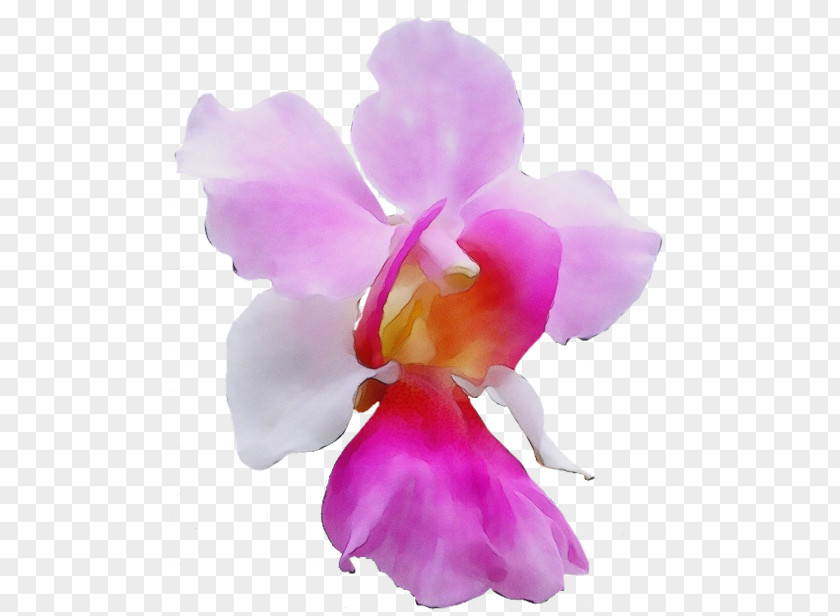 Dendrobium Orchids Of The Philippines Purple Watercolor Flower PNG