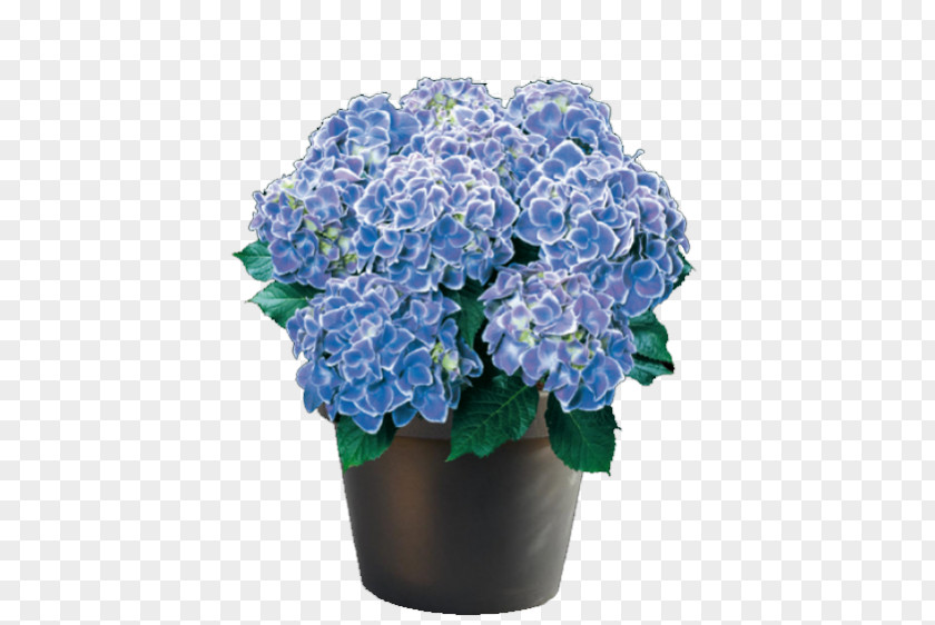 Hydrangea Flower Panicled French Oakleaf Plant PNG