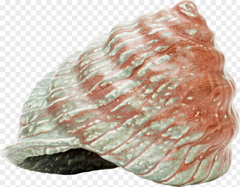 Seashell PNG