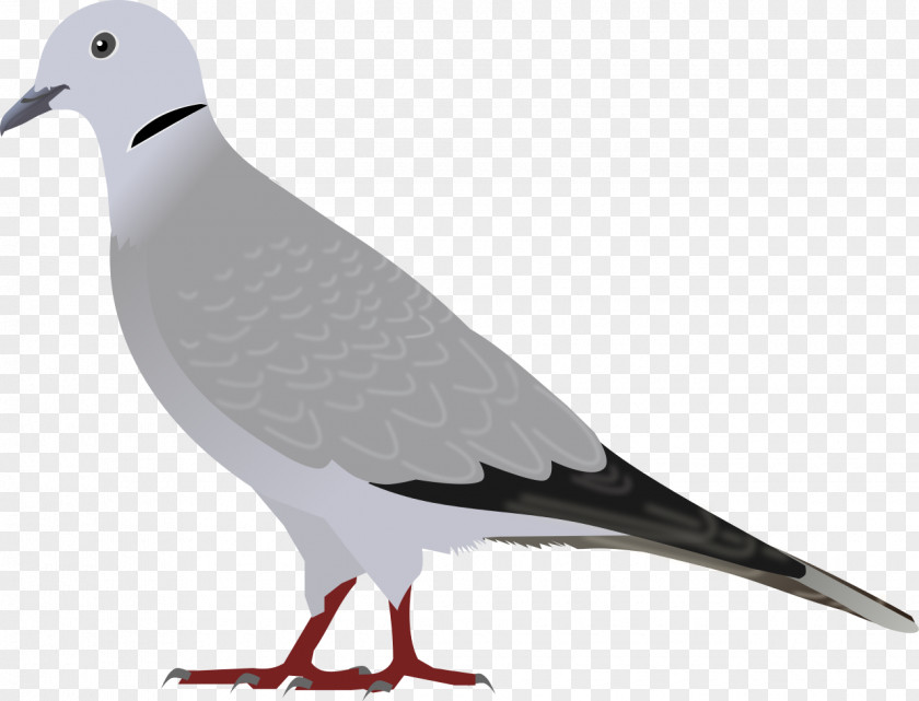 Bird Eurasian Collared Dove European Herring Gull Domestic Pigeon Laughing PNG